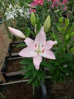 [4306 Hilux VZ No01.JPG]